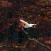 紅と白＾＾