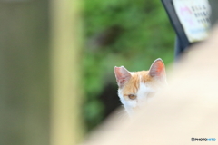 家政婦のにゃんこ＾＾；