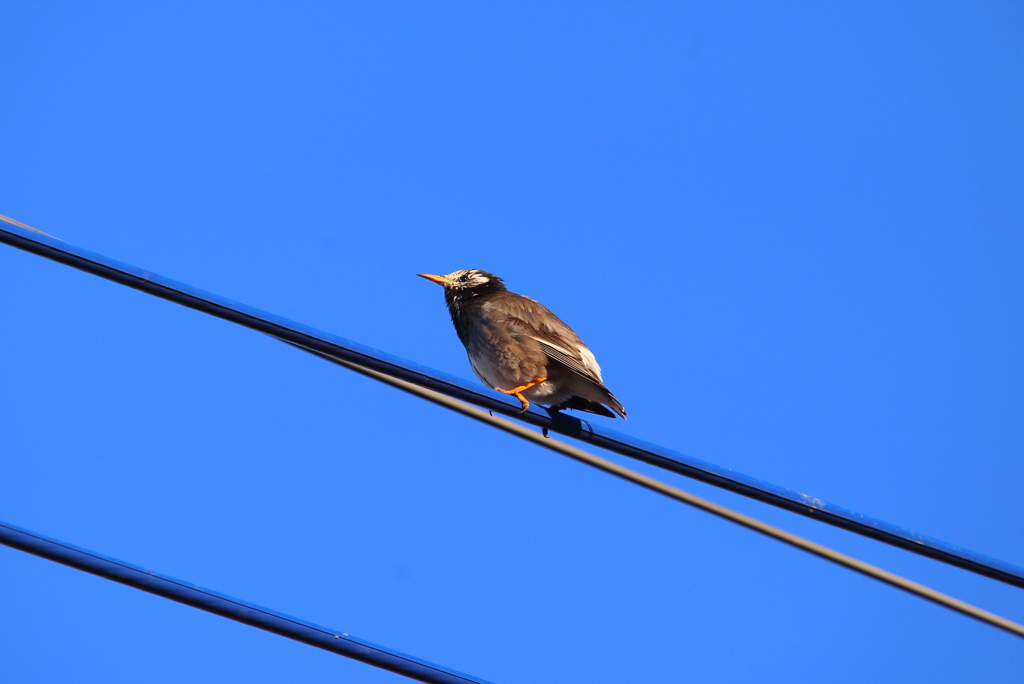 犯人はこの鳥さん＞＜。