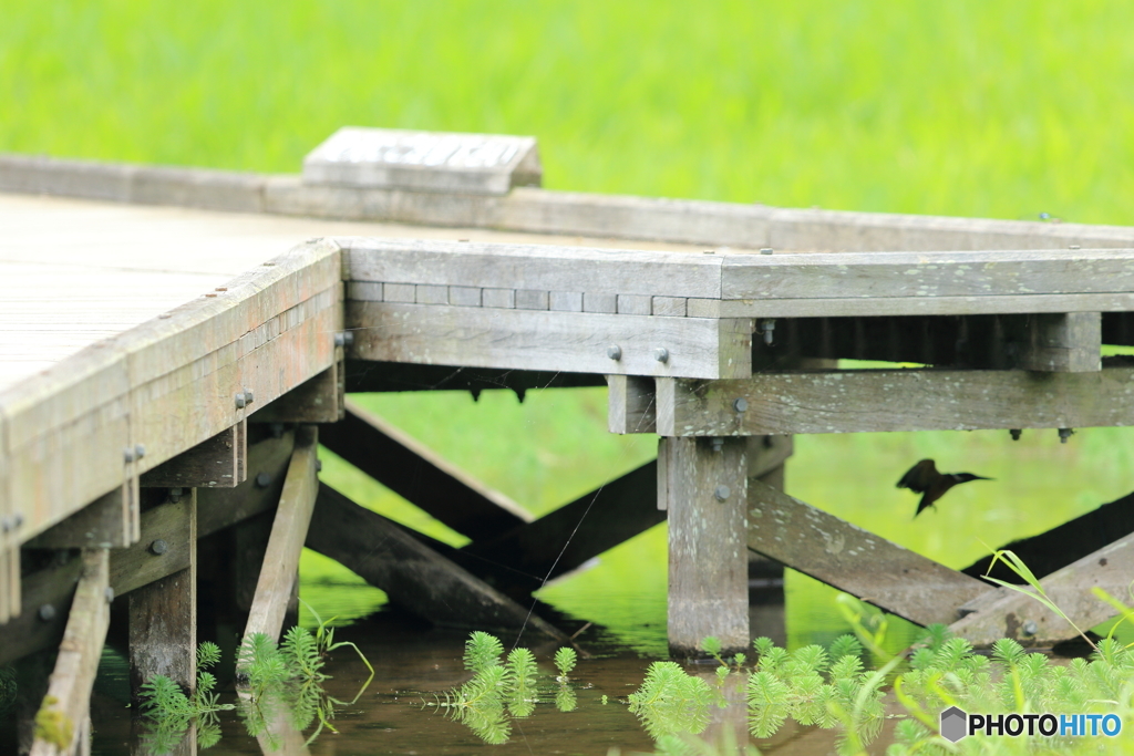 この影がお気に入り＾＾