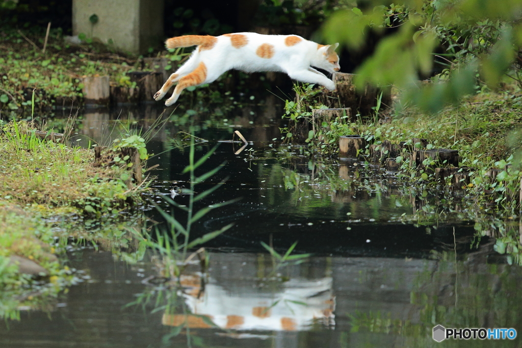 ぴょん＾＾