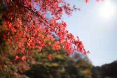 お天気＾＾でもみじ