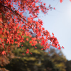 お天気＾＾でもみじ