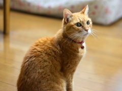 親戚家の猫＾＾