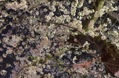 したから桜
