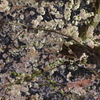したから桜