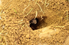 呼んだ？？？？