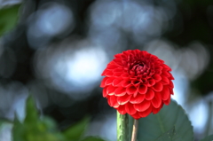 Dahlia ダリアⅠ