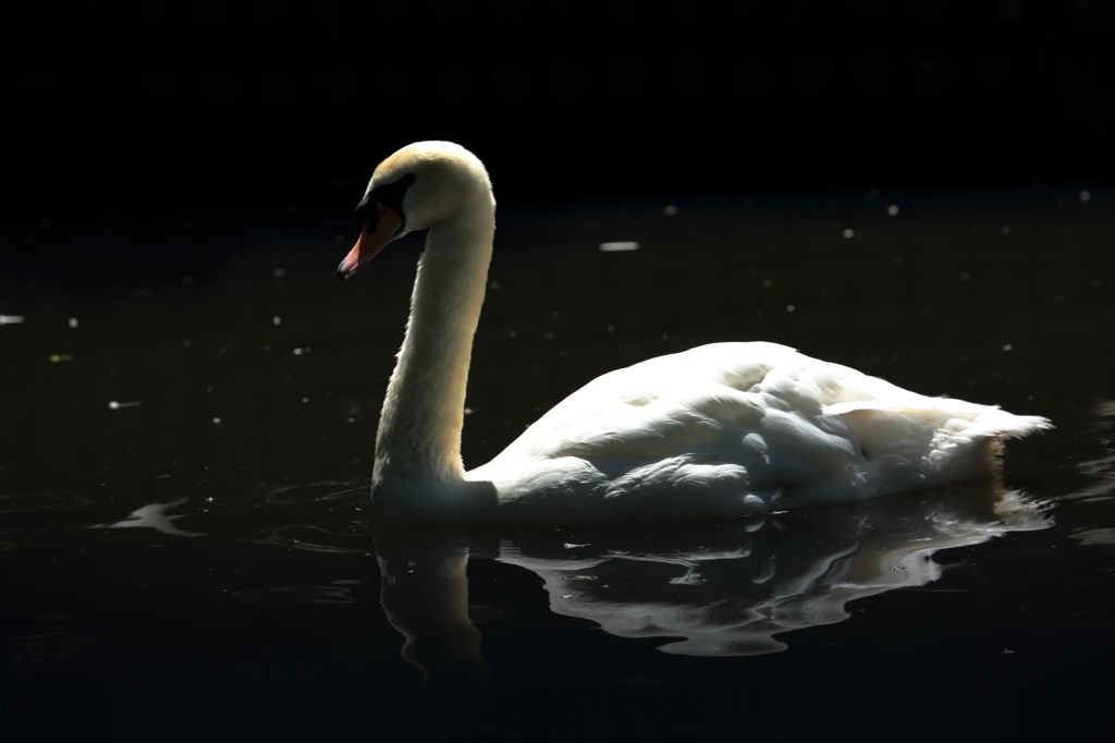 Spotlight