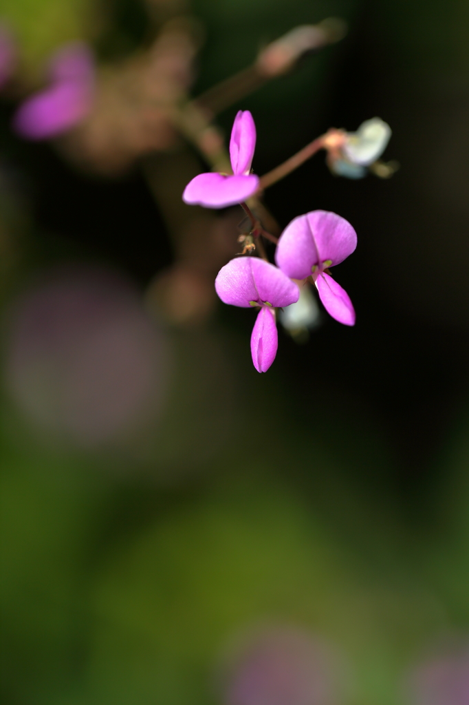 萩の花