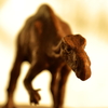 DinosaurⅢ