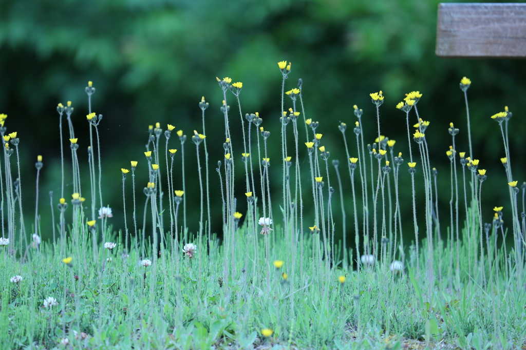 北海道で撮った花 Ⅵ