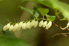 可憐な花