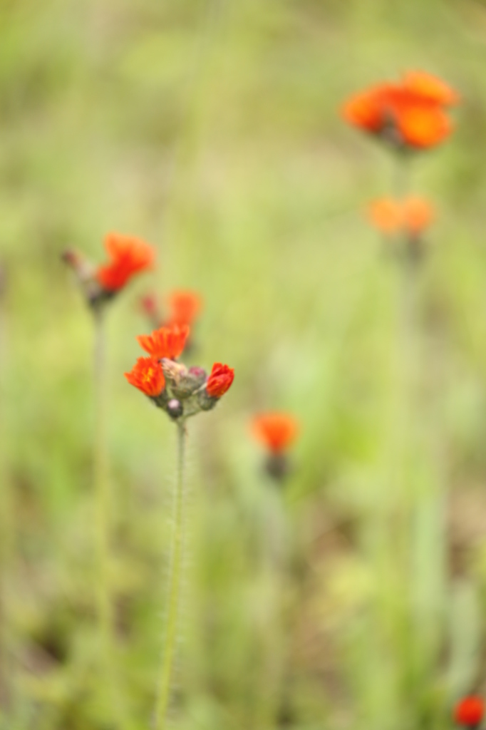 北海道で撮った花 Ⅱ