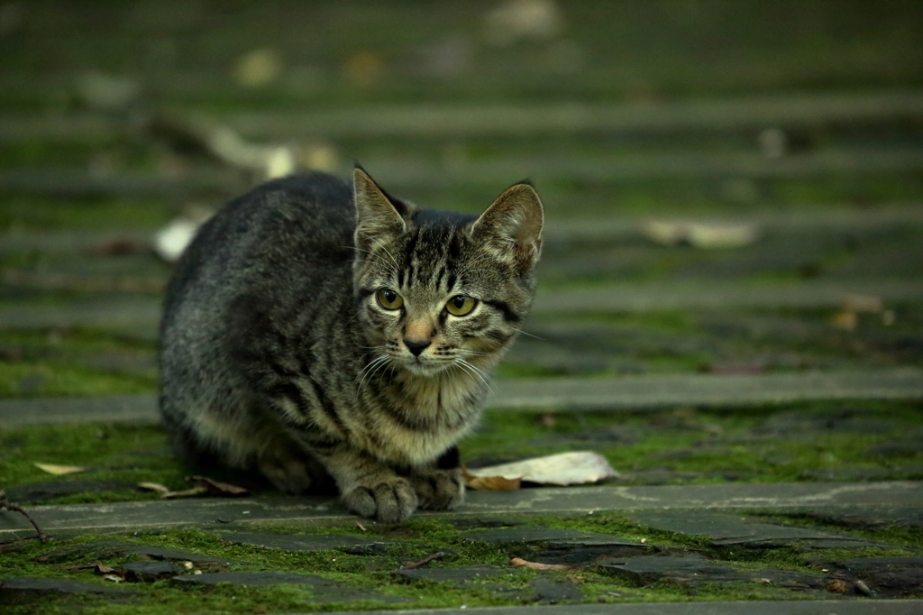 野良猫？ Ⅳ