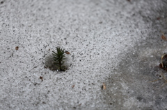 旭岳の雪解け Ⅱ