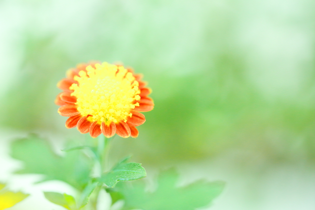 山菊～朱道～