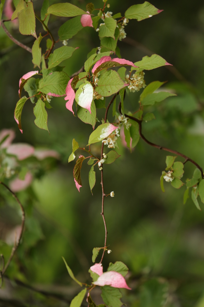 北海道で撮った花 Ⅳ