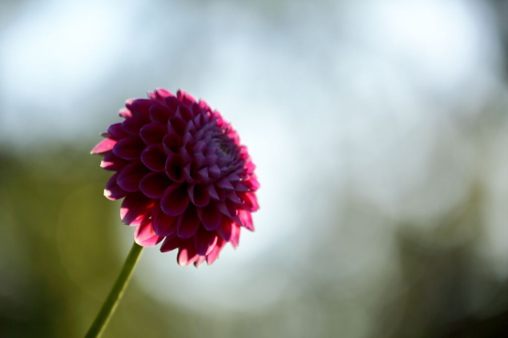 Dahlia ダリアⅡ