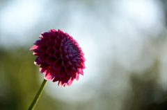 Dahlia ダリアⅡ