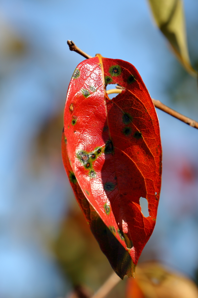 柿畑の紅葉１