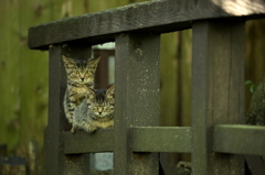 野良猫？ Ⅲ