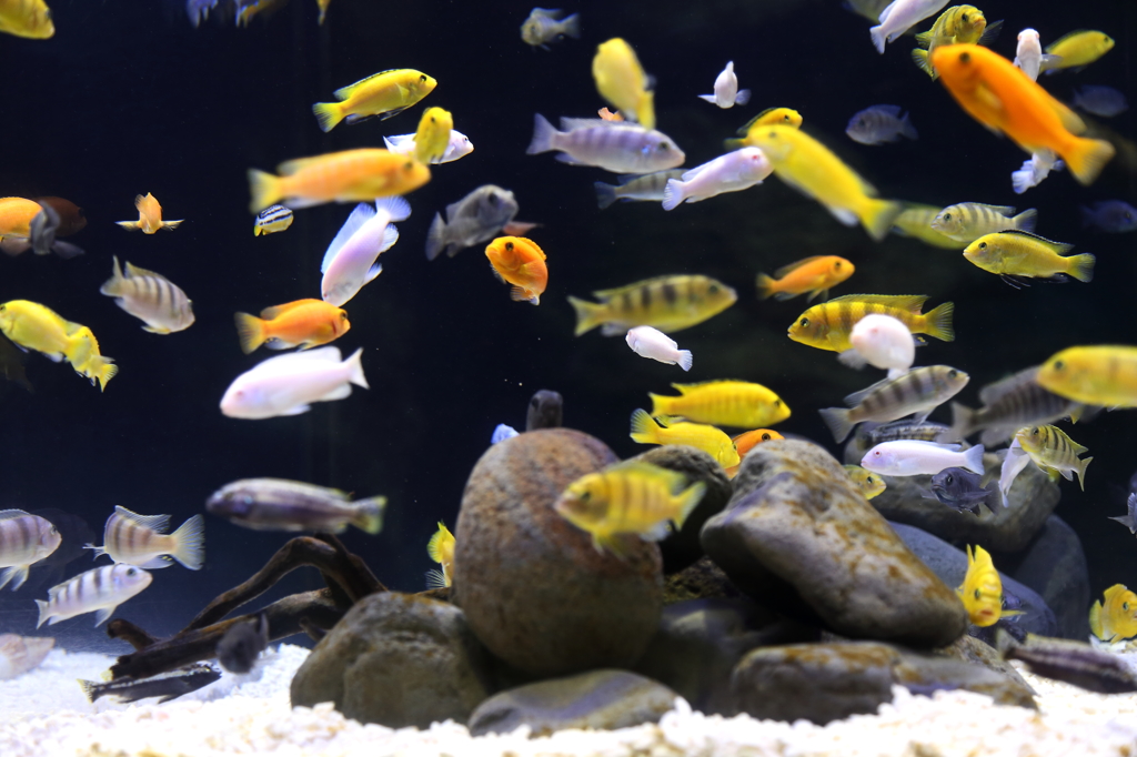山の水族館Ⅳ