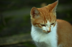 野良猫？ Ⅰ