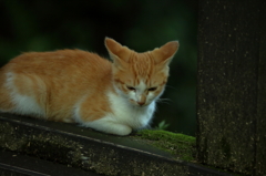 野良猫？ Ⅱ