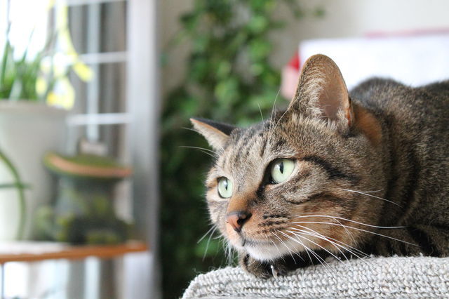 ねこ