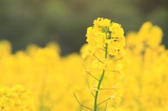 花畑