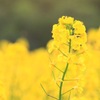 花畑