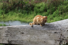 のらねこ