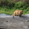 のらねこ