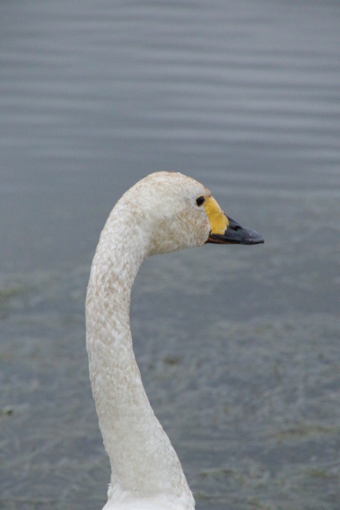 白鳥の湖