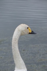白鳥の湖