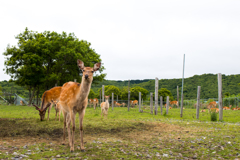 こじか公園