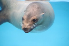 えがお