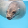 えがお
