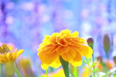 花とゆめ