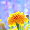 花とゆめ