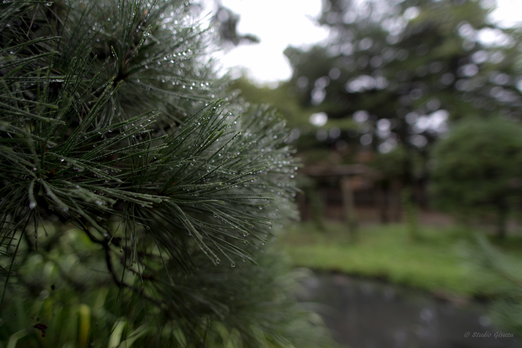 松、水滴、神社