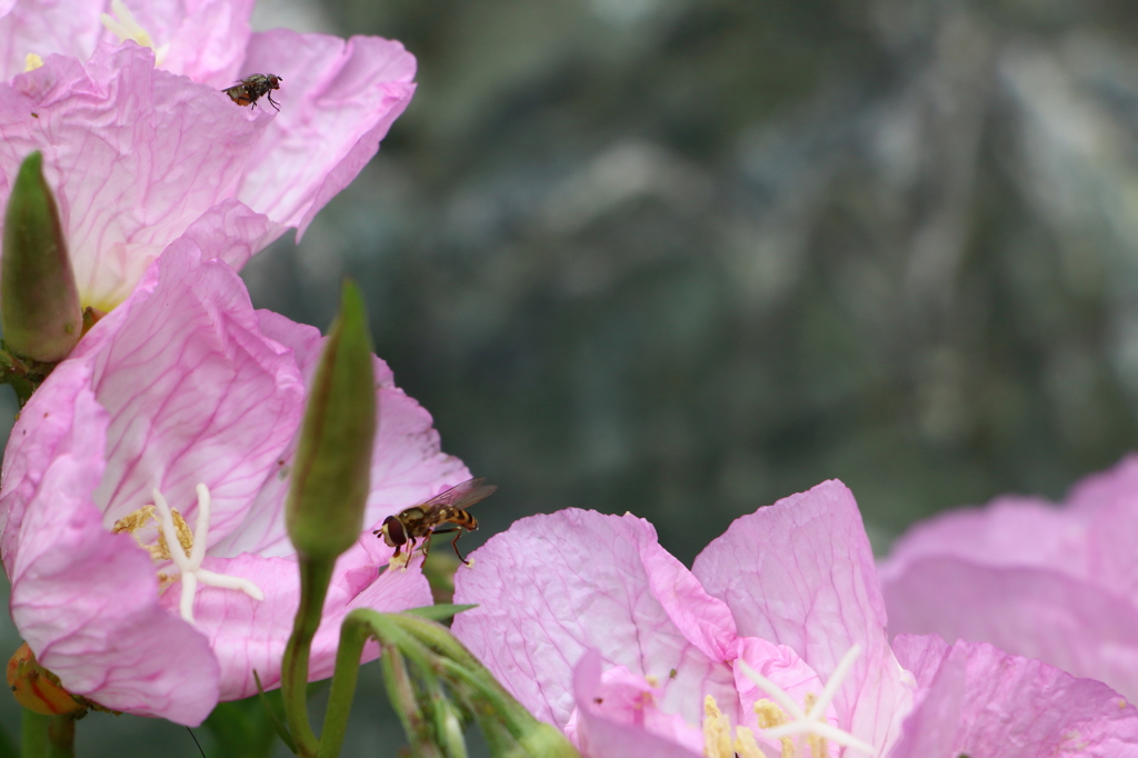   ヨレヨレだけど花粉ざっくざく