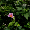 秋命菊
