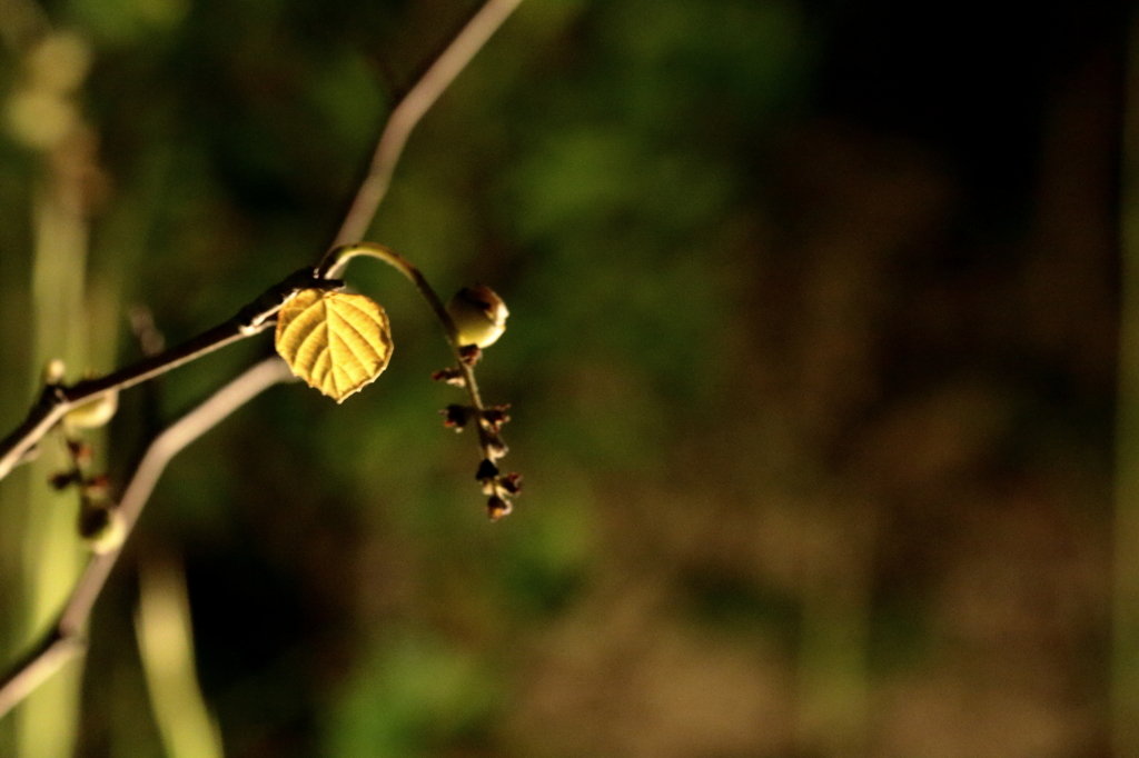 スポットライト