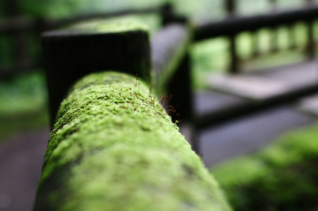 苔の花