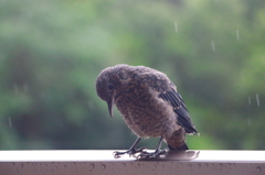 雨の中ようこそお越し