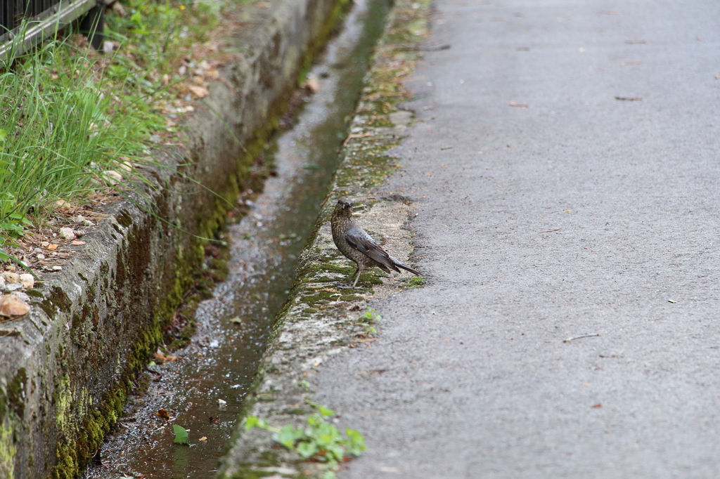 近づいたら逃げるわよ