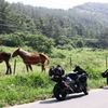 寒立馬と鉄馬