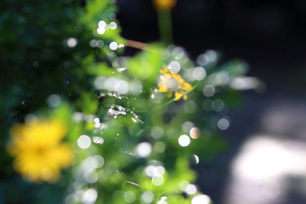 雨上がりの朝・・・2